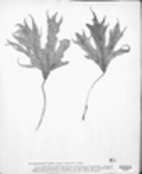 Sphaeropsis aceris image